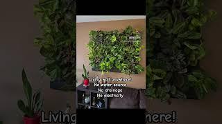 Living Wall Installed. NO Waterlines. NO Drainage. NO Pumps