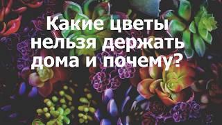 Какие цветы нельзя держать дома и почему?