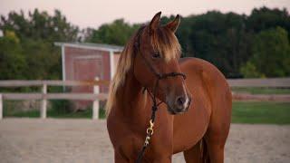 SOLD!!  3 1/2 YEAR OLD GRADE QUARTER HORSE GELDING FOR SALE