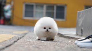 White teacup pomeranian 'BOBBY' │Miniteacuppuppy