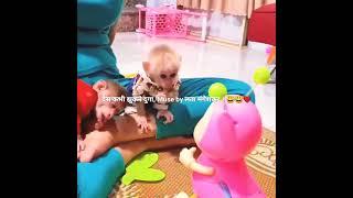 #Monkey # funny#short #ramesh #chander#sheoran#