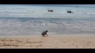 어쩐지 쓸쓸해보이는 끄라비 아오낭비치 Aonang beach ,Krabi