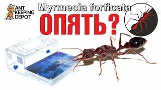 Myrmecia forficata. ПЕРЕСАДКА СМЕРТЕЛЬНО ОПАСНОГО МУРАВЬЯ БУЛЬДОГА 2