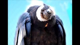 The Great Mystical Andean Condor of Colca Canyon -Valley, Peru