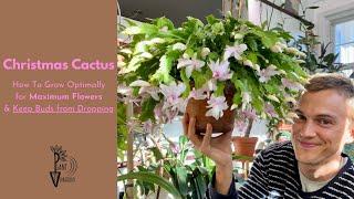 Christmas Cactus: How to Get lots of Flowers, No Bud Drop, & Growing Tips - do this in Autumn