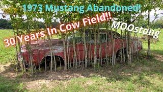 1973 Mustang (MOOstang) Abandoned in Cow Field For 30 years! | Can We Drive It Home???