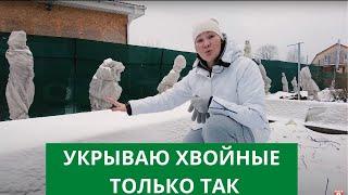 ОШИБКИ ПРИ УКРЫТИИ ХВОЙНЫХ НА ЗИМУ ️️О ЧЕМ НЕЛЬЗЯ ЗАБЫТЬ?