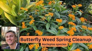 Butterfly Weed Asclepias spp. Spring Plant Preparation