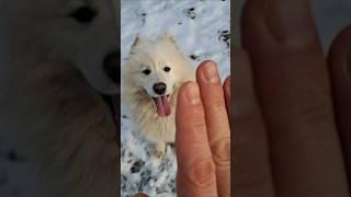 Счастье рядом .   /Добрый самоед. #самоед #собака #dog #dogs