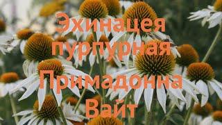 Эхинацея пурпурная Примадонна Вайт  обзор: как сажать, саженцы эхинацеи Примадонна Вайт