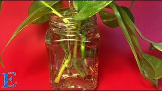 Time-Lapse Series:  Rooting Pothos- Devil's Ivy