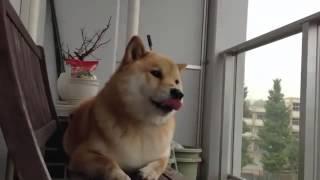 Shiba Inu MARU TARO