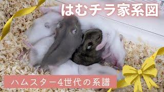 はむチラ家系図～ハムスター4世代の系譜【ジャンガリアンハムスター】