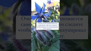 Сажайте возле овощей полезные растения! БОРАГО