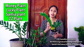 සල්ලි ගහ ලෙස හදුන්වන Lucky plant/ money plant/ zz plant / samia plants care tips / Sri Lanka 2022