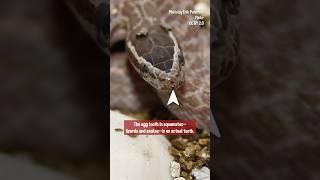 Beak-ing out of their Shells