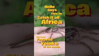 My favorite Yoinks of the month! #yoink #yoinkman #animals #november #reptiles #spiders #frog #fypp