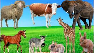 Discover Herbivorous Animals: Goat, Horse, Cow, Giraffe, Sheep - Animal Videos