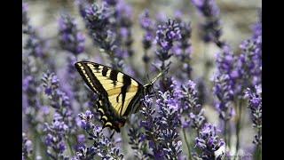 Propagate Lavender from Cuttings: Everyone Can Grow a Garden (2023) #35