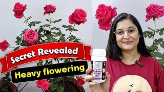 ROSE PLANT - Pruning, Repotting FOR MAXIMUM FLOWERING गुलाब Rose radiant poshtik#gardening #rose