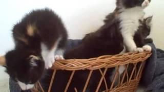 The kitten chronicles
