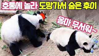 후이바오가 엄마 아이바오 호통에 놀라 도망가서 숨네후이가 눈을 굴리는데 너무 웃겨요후이와 루이가 머리를 맞대며 먹방에버랜드 판다월드