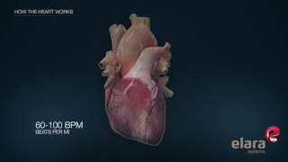 Heart in 3D Animation: How the Heart Works