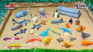 Kidiez World TV Live | Learn Ocean Animals for Kids, Zoo Animals and African Animals