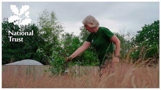 Tackling the effects of climate change at Ham House