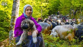 The Village Life of the Girl and Her Family in the Mountains-A Peaceful Life Away from Civilization