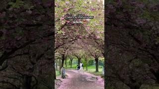 Cherry Blossoms in Berlin  #germany #berlintravelguide #berlin