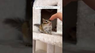 A girl rescued a baby chipmunk that had lost its mother and adopted it #animalshorts