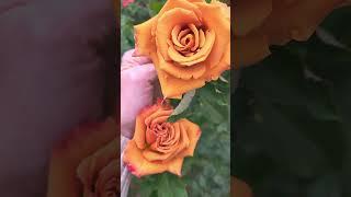 2 ноября 2024 г. Роза Тоффи в ноябре #розы #rose #дача #садоводство #garden