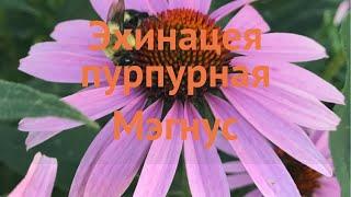 Эхинацея пурпурная Мэгнус (echinacea purpurea)  Мэгнус обзор: как сажать, саженцы эхинацеи Мэгнус