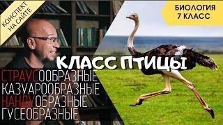 Класс Птицы. Биология 7 класс. Отряды бескилевых птиц. Гусеобразные. Страус, Нанду, Казуаровые и Эму