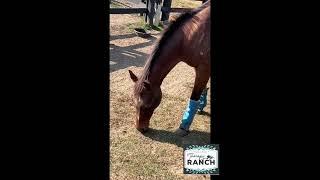 Now for the rest of the team! The equine #therapyranch #Bunny #equineassistedpsychotherapy