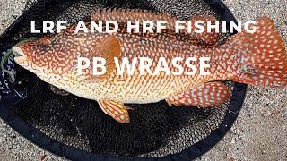 LRF & HRF Fishing - PB Wrasse