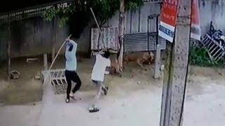 Duo booked for killing and maiming dogs in Ghaziabad