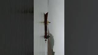 river boating #shorts #ytshorts #koyna