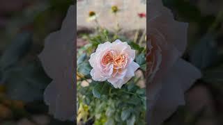 Rosa (F) `Garden of Roses