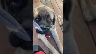 These are the 4 dog breeds that are absolutely powerful. the pshdar dog, kangal dog and others.