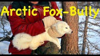 Arctic Fox is a Bully / Funny Siberian Stories / Animals of Siberia