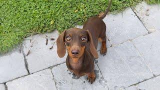 On holiday with 3 Mini Dachshunds.