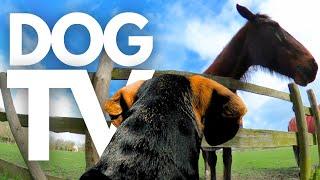 GoPro DogTV | 12hrs of Tranquil Countryside Walks With Calming Music & Nature Sounds  Dog POV