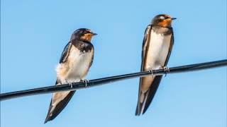  SWALLOW BIRD Sound Effect  1 HOUR ▶️ Relax | Sleep | ASMR | Mindfulness | Meditation | Yoga