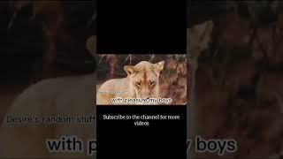 That one there is a violation | Lion edition