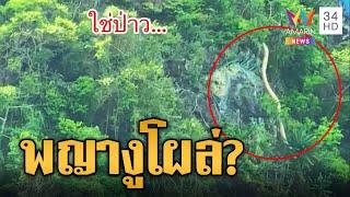 ฮือฮาพญางูโผล่ โซเชียลเฉลยคือ ต้นจันผา | ข่าวอรุณอมรินทร์ | 24/10/67