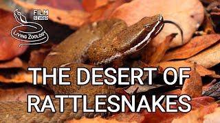 The Desert of Rattlesnakes - full nature documentary, venomous rattlesnakes of Arizona