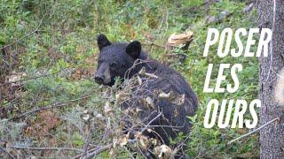 [Photo ANIMALIÈRE] Comment photographier des ours