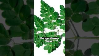 Moringa Magic : Unveiling the Benefits #moringabenefits